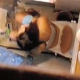 Some guy sets up a hidden camera in a bathroom to record his sister taking a shit while sitting on a toilet. Entire setup and takedown process is seen. Interesting video. Over 5.5 minutes.
